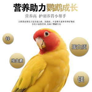 Semillas de Girasol con Cáscara 450g Alimento para Aves Nutrición Suministros para Mascotas Origen Shandong Forma Redonda - Product Image 4