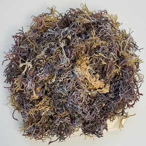 ต้นมอสทะเลแห้งแบบดิบจาก Eucheuma cottonii สาหร่ายสีม่วงทองธรรมชาติทำจากใยธรรมชาติบรรจุเป็นจำนวนมากส่งออกจากเวียดนาม - Product Image 1