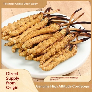 Strisce di <span class=keywords><strong>Cordyceps</strong></span> Militaris Essiccate 100g Senza Zolfo, Fungo Commestibile Coltivato per Zuppe e Infusi Erboristici, 3 Strisce per Grammo, Essiccate al Sole - Product Image 1