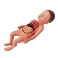 Simulateur de formation de compétences en soins infirmiers poupées d'enseignement médical Silicone nouveau-né bébé modèle avec organes internes cordon ombilical Placenta