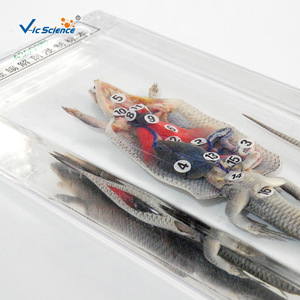 Dissección de lagartos, restauración de especímenes por inmersión, plexiglás acrílico y mantenimiento de especímenes didácticos de biología para - Product Image 2