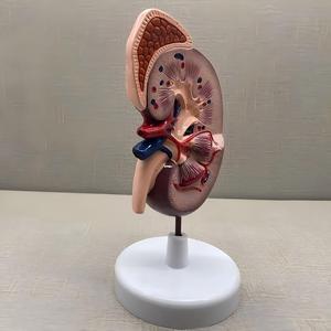 Modelo de Riñón con Glándula Adrenal - Herramienta Educativa de <span class=keywords><strong>Nefrología</strong></span> - Product Image 2