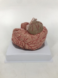 <strong>Brain</strong> Model with Arteries - Product Image 5