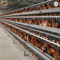 Équipement d'élevage avicole pour poules pondeuses, poulets de chair et poulets de basse-cour, comprenant des cages à étages et 3 cages d'élevage