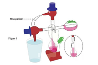 Jouet éducatif scientifique non-stop : Cube en verre magique pour oiseaux, écologique, fait main, certifié ASTM, personnalisable