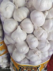 <span class=keywords><strong>Semilla</strong></span> <span class=keywords><strong>de</strong></span> <span class=keywords><strong>ajo</strong></span> fresco orgánico <span class=keywords><strong>de</strong></span> 6cm <span class=keywords><strong>de</strong></span> alta calidad, púrpura, blanco puro, Negro, Rojo, seco <span class=keywords><strong>de</strong></span> proveedor <span class=keywords><strong>Chino</strong></span>, mayorista <span class=keywords><strong>de</strong></span> sacos - Product Image 4