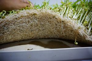 Plateau hydroponique en PVC pour serre 2024, plateau pour semences de légumes, plateau de germination pour semences - Product Image 6