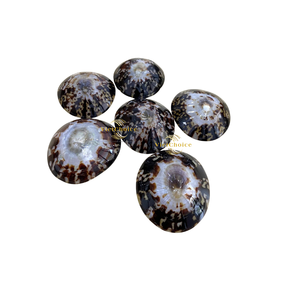 Concha de Limpet Natural Asequible para Proyectos de Bricolaje - Product Image 2