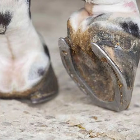 马术运动马靴 马匹美容护理产品 - Saivlon奢华系列 | 东莞萨伊龙运动用品有限公司