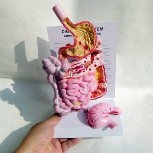 Sistema digestivo humano modelo anatómico intestino delgado modelo recto Duodenal <span class=keywords><strong>vísceras</strong></span> Gastrointestinal modelo anatómico - Product Image 2