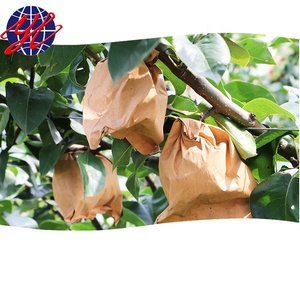 Doble capa <span class=keywords><strong>a</strong></span> prueba de agua de frutas protección de bolsas para pera cultivando - Product Image 3
