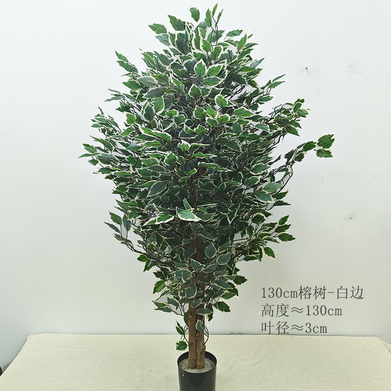 Árbol de baniano de 1,3 metros [blanco y verde]