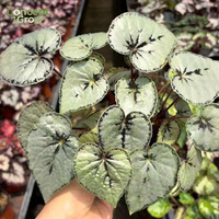 Tanaman Pot Idou Perak Bermotif Daun Hias untuk Dekorasi Interior