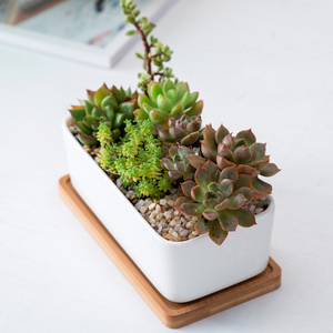 Décor <span class=keywords><strong>à</strong></span> la maison Bonsaï Pots <span class=keywords><strong>Blanc</strong></span> 6.7 Pouces Succulentes Cactus <span class=keywords><strong>Rectangulaire</strong></span> Jardinières En Céramique Avec Plateau En Bambou - Product Image 5