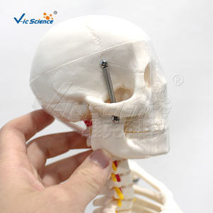 Modelo Anatómico de PVC de 85 cm del <span class=keywords><strong>Sistema</strong></span> Esquelético con Nervios y Discos Intervertebrales para la Enseñanza de Ciencias Médicas - Product Image 5