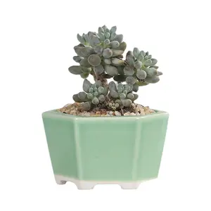 3a19-hijau mini celadon pot bunga sukulen tanaman keramik pot bunga