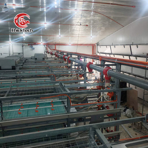 Solutions personnalisées d'élevage de poulets de chair : Équipement de cages en batterie pour poulets de chair, <span class=keywords><strong>type</strong></span> H, avec mangeoire et abreuvoir automatiques à 3 niveaux, pour 50 000 poulets - Product Image 6