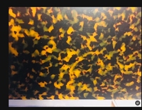 Feuille d'acétate de cellulose pour Eye Wear