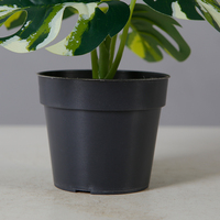 Tanaman Bonsai Monstera Tinggi 21CM Dekorasi Dalam Ruangan Tanaman Buatan Daun Putih dan Hijau