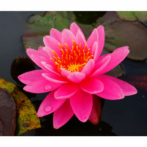 Nymphaea '<span class=keywords><strong>Mayla</strong></span>'-Une plante aquatique adaptée aux serres d'étang de jardin-<span class=keywords><strong>Mayla</strong></span> Water Lily - Product Image 3