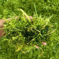 Machine industrielle de découpe de fourrage pour l'alimentation animale, hacheuse de tiges de maïs et d'herbe