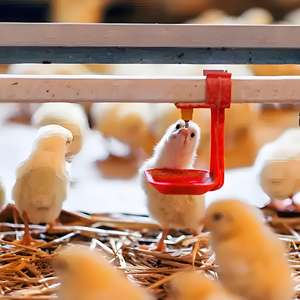 Gran oferta, sistema <span class=keywords><strong>de</strong></span> línea <span class=keywords><strong>de</strong></span> agua para gallinero, jaula para aves <span class=keywords><strong>de</strong></span> corral para <span class=keywords><strong>pollos</strong></span> <span class=keywords><strong>de</strong></span> <span class=keywords><strong>engorde</strong></span>, sistema <span class=keywords><strong>de</strong></span> agua potable eficiente, jaulas para animales - Product Image 5