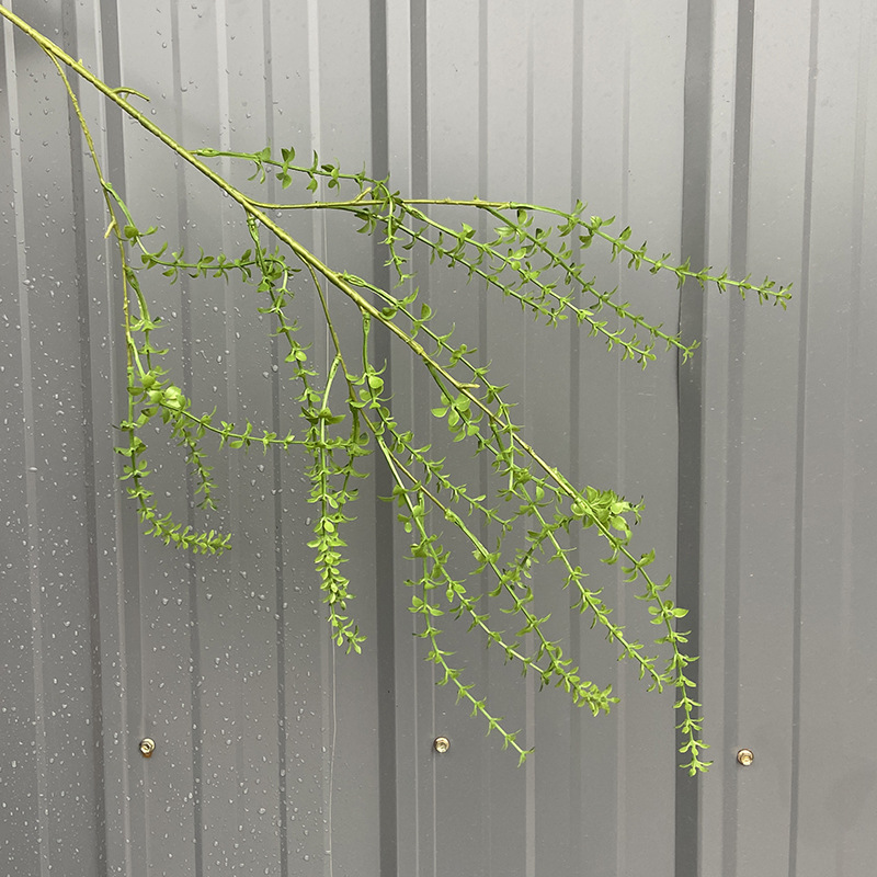 สีเขียว Melaleuca