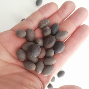 Lianzi Trung Quốc truyền thống thảo mộc khô toàn bộ màu đen Nelumbo Nucifera hạt giống thiêng liêng sen Hạt giống cho bán - Product Image 2