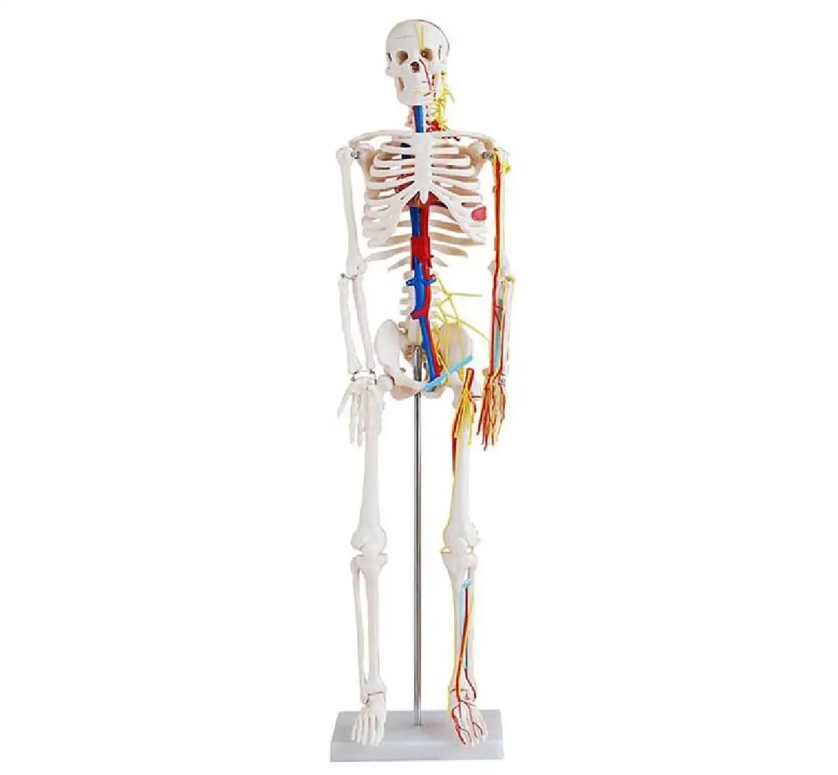 הוראה רפואית 85CM PVC פלסטיק צבע מודפס אדם גוף שלד דגם עם עצבים וכלי דם