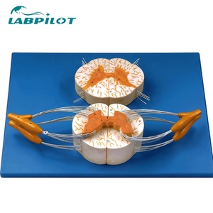 Modèle médical de moelle épinière et de branche nerveuse, système nerveux périphérique Anesthésie Anatomie de la structure nerveuse centrale Enseignement - Product Image 2