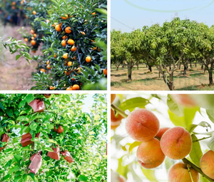 Suplemento GOH, Jugo de Naranja Sanguina en Polvo Secado por Aspersión de Marca Privada - Product Image 6