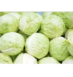 Repollo Fresco de Alta Calidad, Producto Agrícola para Servicios de Alimentación Comercial, Mercados Mayoristas y Suministro de Ingredientes para Cocina - Product Image 1