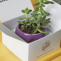 Boîte d'expédition en carton personnalisée pour plantes vivantes, en gros, fabriquée en Chine