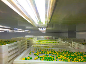 MEGIO Munitions de paintball de calibre 0,68 remplies de poudre, couleur personnalisable, balle de paintball modèle ICE 01, divertissement sportif - Product Image 6