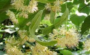 Puro <span class=keywords><strong>miele</strong></span> <span class=keywords><strong>di</strong></span> eucalipto liquido 500gr da foreste selvatiche - Product Image 5