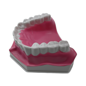 Modello Didattico Speciale per Odontoiatria con Denti Grandi e Inferiori Rimovibili per l'Insegnamento della Pulizia Dentale - Product Image 5