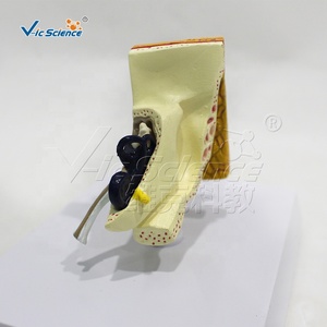 Modelo Anatómico del Oído - Modelo Educativo de Ciencias Médicas Hecho de Silicona y PVC para Escuelas - Product Image 6