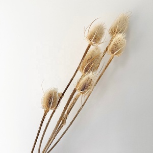 Décoration bohème DIY, bouquet de mariage, fleurs séchées naturelles sauvages courantes, tiges de chardon, Dipsacus - Product Image 3