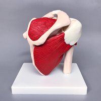 Modelo de articulación de hombro de esqueleto humano, simulación de plástico, tipo de anatomía médica