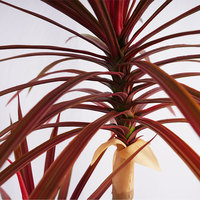 Dracaena artificielle en plastique durable, écologique, imperméable, à feuillage luxuriant, économique, H120cm, pour décoration moderne, réaliste