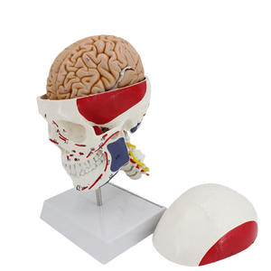 Modelo de enseñanza de cráneo muscular anatómico de tamaño Real, modelo de Anatomía Humana, <span class=keywords><strong>esqueleto</strong></span> de cabeza para ciencia médica - Product Image 5