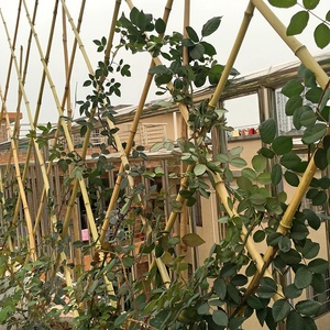 <span class=keywords><strong>Treillis</strong></span> de clôture en bambou de 180x180cm, robuste et extensible de 6 pieds, <span class=keywords><strong>pour</strong></span> plantes grimpantes - Product Image 4
