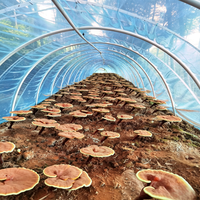 Puur Reishi-paddenstoel extract poeder Ganoderma Lucidum Triterpenen 1%-6% Wateroplosbaar Natuurlijk Antioxidant Grondstof