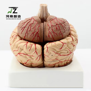 Modelo de Anatomía Cerebral de PVC a Tamaño Humano, Set Educativo Médico con 9 Partes, Estructuras Humanas Detalladas y Económicas - Product Image 5