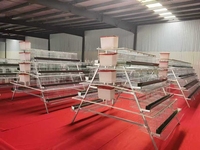 Cage à poules pondeuses automatique durable en acier galvanisé pour équipement d'élevage avicole, prix usine, cage en batterie