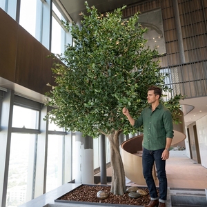 Grande Albero di Ulivo Artificiale Sempreverde Alto 3m in Fibra di Vetro+PEVA, Ecologico e Durevole, a Forma Naturale di Ulivo Vecchio per Centri Commerciali - Product Image 4