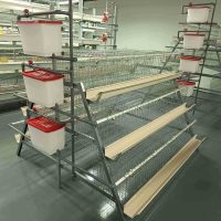 Système de cages en acier galvanisé durable de type A pour l'élevage de poulets et la production d'œufs