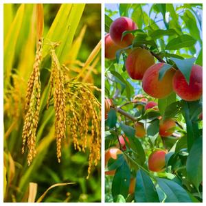 Fertilizante de EDTA Quelatado con Zinc, Polvo Soluble en Agua, EDTA ZnNa2 Zn EDTA para Cultivos, Micronutriente, CAS 14025-21-9 - Product Image 2