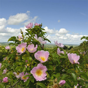 HL-proveedor <span class=keywords><strong>de</strong></span> <span class=keywords><strong>aceite</strong></span> esencial <span class=keywords><strong>de</strong></span> <span class=keywords><strong>Rosa</strong></span> cadera prensado en frío, 1kg, <span class=keywords><strong>aceite</strong></span> portador <span class=keywords><strong>de</strong></span> semilla <span class=keywords><strong>de</strong></span> <span class=keywords><strong>rosa</strong></span> cadera orgánica a granel para masaje corporal | Aromaterapia - Product Image 4