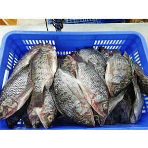 Tilapia surgelée éviscérée et écaillée de Chine, vente en gros IQF WGS, 300-500g, tilapia d'élevage, exportation vers l'Afrique/l'Europe - Product Image 4